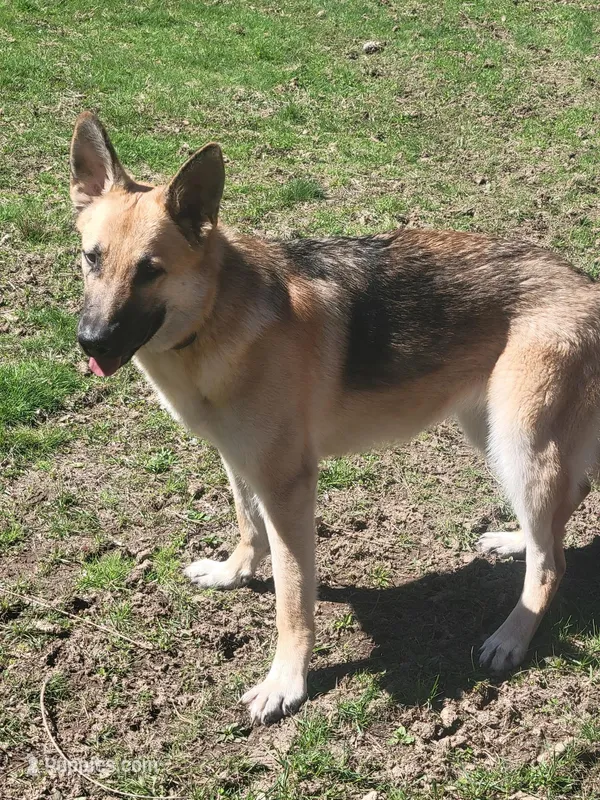 Katrina – German Shepherd Dog puppy for sale in East Brookfield, MA
