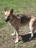 Katrina, a female German Shepherd Dog for sale in East Brookfield, MA – Photo 1 of 4