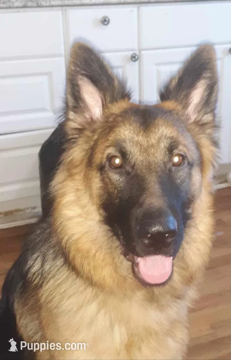 Katrina, a female German Shepherd Dog for sale in East Brookfield, MA – Photo 4 of 4