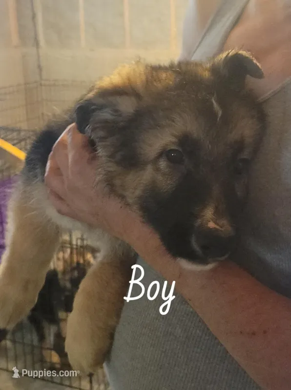 Boy 4 – German Shepherd Dog puppy for sale in East Brookfield, MA