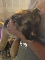 Boy 4, a male German Shepherd Dog for sale in East Brookfield, MA – Photo 1 of 4