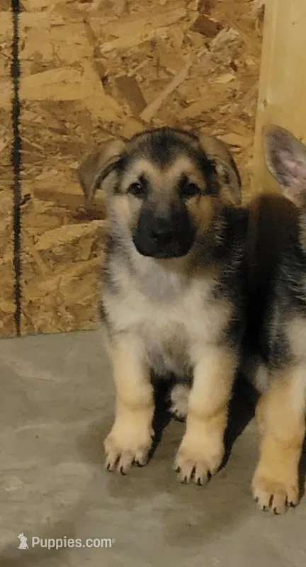 Boy 3 – German Shepherd Dog puppy for sale in East Brookfield, MA