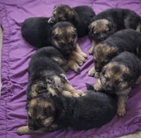 Girl 2, a female German Shepherd Dog for sale in East Brookfield, MA – 3 of 3