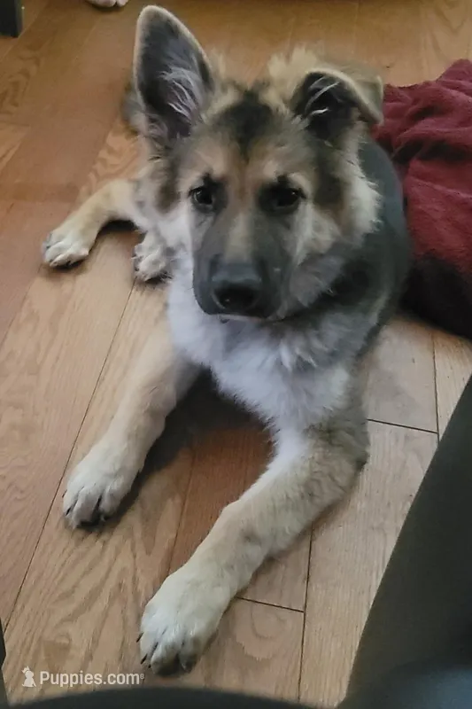 Girl 1 – German Shepherd Dog puppy for sale in East Brookfield, MA