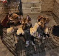 Girl 1, a female German Shepherd Dog for sale in East Brookfield, MA – Photo 2 of 6