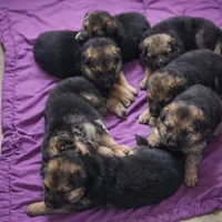 Girl 1, a female German Shepherd Dog for sale in East Brookfield, MA – Photo 6 of 6