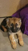 Girl 1, a female German Shepherd Dog for sale in East Brookfield, MA – Photo 3 of 6