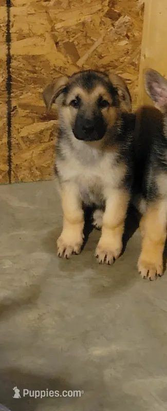 Boy 2 – German Shepherd Dog puppy for sale in East Brookfield, MA