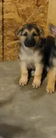 Boy 2, a male German Shepherd Dog for sale in East Brookfield, MA – 1 of 3