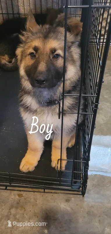 Boy 3 – German Shepherd Dog puppy for sale in East Brookfield, MA
