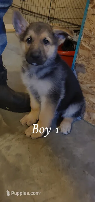 Boy 1 – German Shepherd Dog puppy for sale in East Brookfield, MA