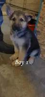 Boy 1, a male German Shepherd Dog for sale in East Brookfield, MA – 1 of 3