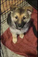 Boy 1, a male German Shepherd Dog for sale in East Brookfield, MA – Photo 1 of 5