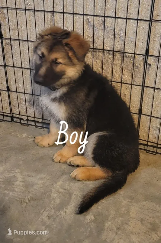 Boy 1 – German Shepherd Dog puppy for sale in East Brookfield, MA