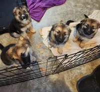 Boy 1, a male German Shepherd Dog for sale in East Brookfield, MA – Photo 3 of 5