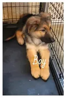 Boy 1, a male German Shepherd Dog for sale in East Brookfield, MA – Photo 2 of 5