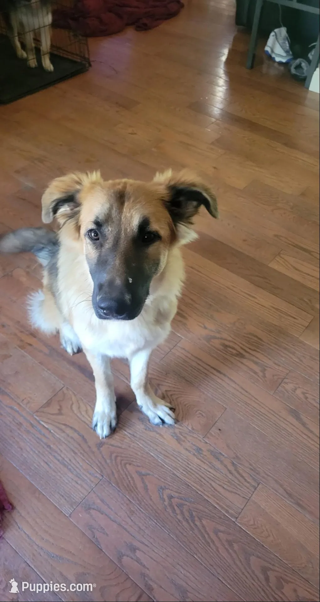 Fluffy, a female German Shepherd Dog for sale in East Brookfield, MA – Photo 1 of 4