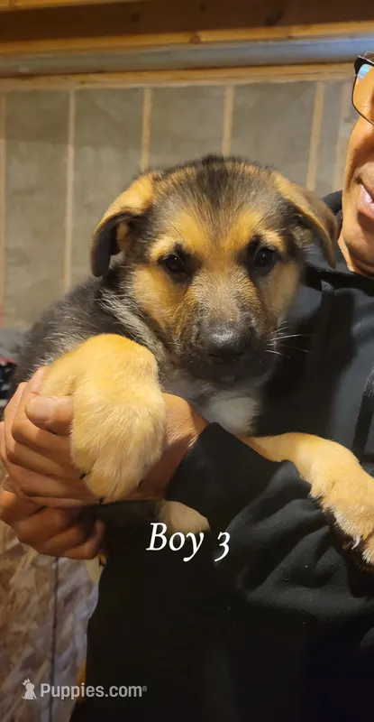 Boy 3 – German Shepherd Dog puppy for sale in East Brookfield, MA