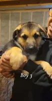 Boy 3, a male German Shepherd Dog for sale in East Brookfield, MA – 1 of 3