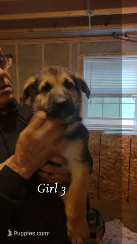 Girl 3 – German Shepherd Dog puppy for sale in East Brookfield, MA