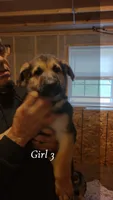 Girl 3, a female German Shepherd Dog for sale in East Brookfield, MA – 1 of 3