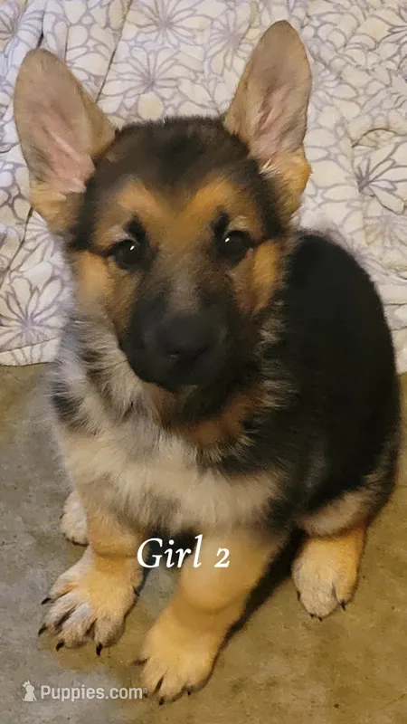 Girl 2 – German Shepherd Dog puppy for sale in East Brookfield, MA