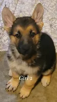 Girl 2, a female German Shepherd Dog for sale in East Brookfield, MA – 1 of 3