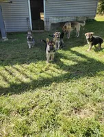 Girl 3, a female German Shepherd Dog for sale in East Brookfield, MA – 2 of 3