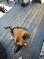 Fluffy, a female German Shepherd Dog for sale in East Brookfield, MA – Photo 3 of 4