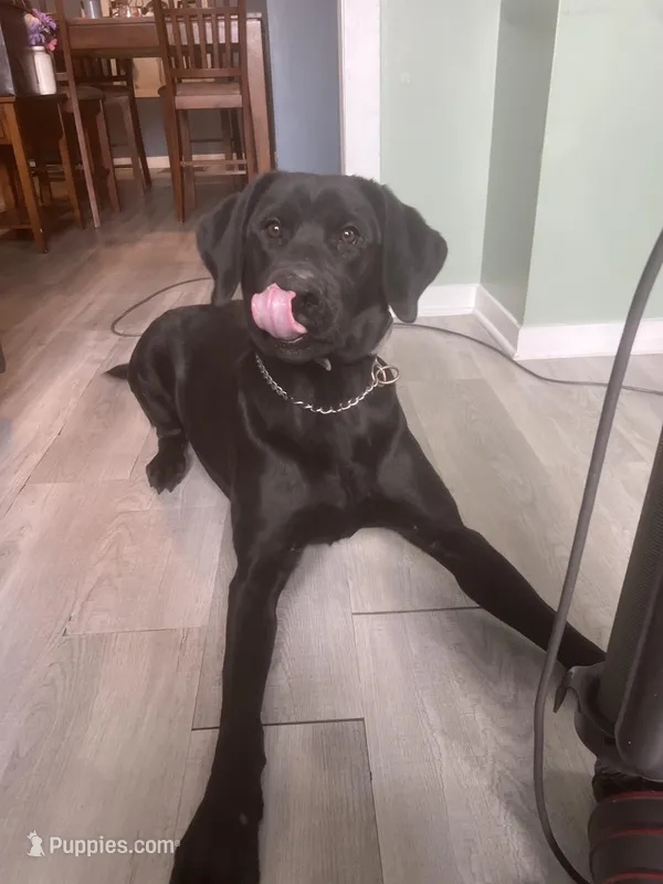 Nash , a male Labrador Retriever for sale in Delavan Lake, WI – Photo 1 of 5