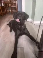 Nash , a male Labrador Retriever for sale in Delavan Lake, WI – Photo 1 of 5