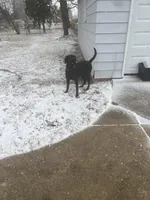 Nash , a male Labrador Retriever for sale in Delavan Lake, WI – Photo 3 of 5