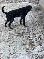 Nash , a male Labrador Retriever for sale in Delavan Lake, WI – Photo 4 of 5