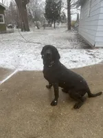 Nash , a male Labrador Retriever for sale in Delavan Lake, WI – Photo 5 of 5