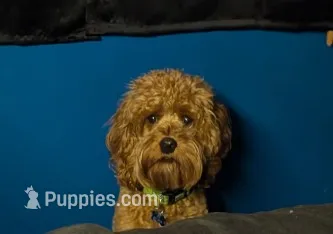 Abu – Cavalier King Charles Spaniel, Poodle - Miniature  puppy for sale in Madisonville, KY