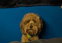 Abu, a male Cavalier King Charles Spaniel and Poodle - Miniature  for sale in Madisonville, KY – 1 of 3
