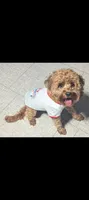 Abu, a male Cavalier King Charles Spaniel and Poodle - Miniature  for sale in Madisonville, KY – 3 of 3