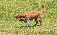 Abu, a male Cavalier King Charles Spaniel and Poodle - Miniature  for sale in Madisonville, KY – 2 of 3