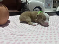 Luca, a male Miniature American Shepherd for sale in Chanute, KS – 1 of 4