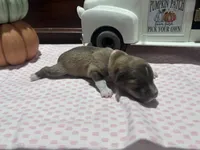 Chloe, a female Miniature American Shepherd for sale in Chanute, KS – 3 of 5