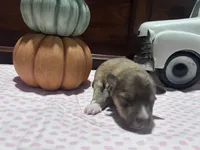 Oliver, a male Miniature American Shepherd for sale in Chanute, KS – 5 of 6