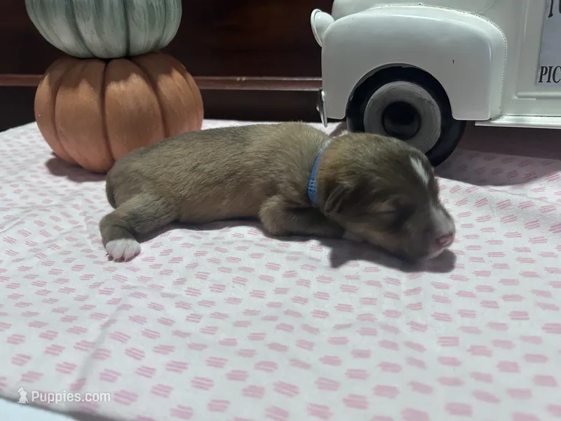 Noah, a male Miniature American Shepherd for sale in Chanute, KS – 1 of 3