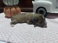 Noah, a male Miniature American Shepherd for sale in Chanute, KS – 1 of 3