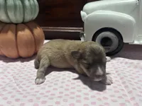 Oliver, a male Miniature American Shepherd for sale in Chanute, KS – 3 of 6