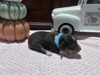Leo, a male Miniature American Shepherd for sale in Chanute, KS – 3 of 3