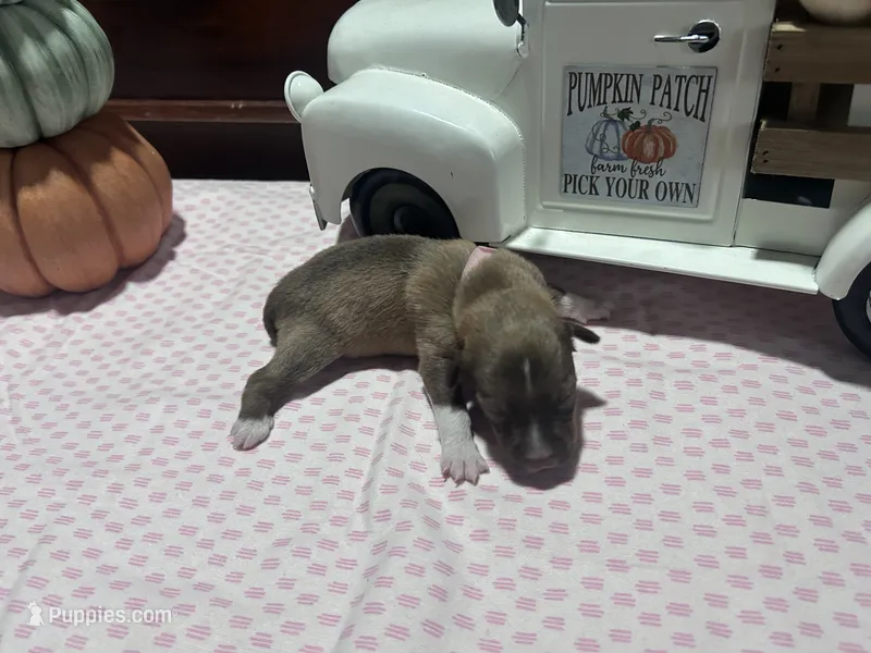 Chloe, a female Miniature American Shepherd for sale in Chanute, KS – 1 of 5