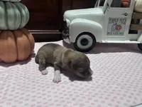 Chloe, a female Miniature American Shepherd for sale in Chanute, KS – 4 of 5
