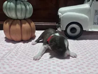 Henry, a male Miniature American Shepherd for sale in Chanute, KS – 2 of 4
