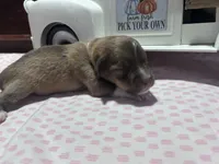 Chloe, a female Miniature American Shepherd for sale in Chanute, KS – 2 of 5