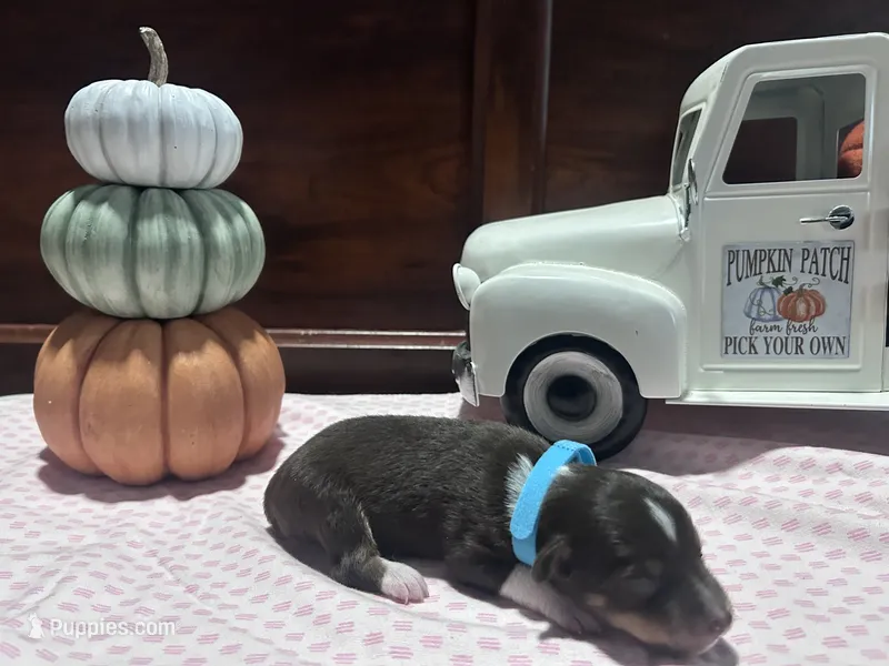 Leo, a male Miniature American Shepherd for sale in Chanute, KS – 1 of 3